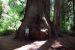 2013-07-05, 054, Simpson-Reed, Jedediah Smith Redwoods SP, CA