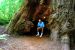 2013-07-05, 055, Simpson-Reed, Jedediah Smith Redwoods SP, CA