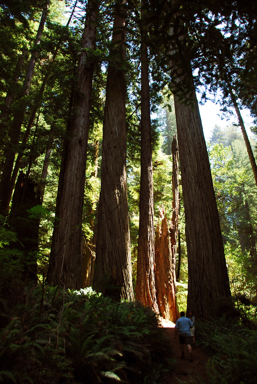 2013-07-06, 006, Trail in Praire Cheek Redwood SP, CA