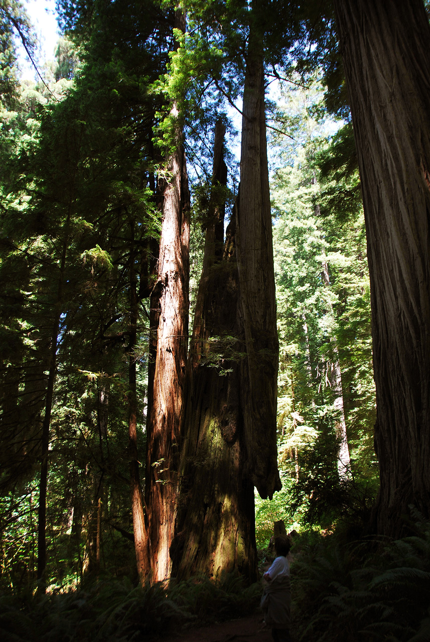 2013-07-06, 013, Trail in Praire Cheek Redwood SP, CA