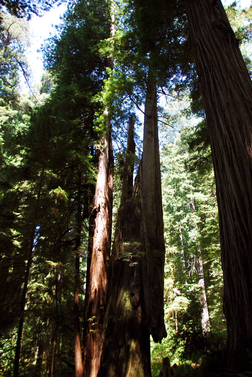 2013-07-06, 014, Trail in Praire Cheek Redwood SP, CA