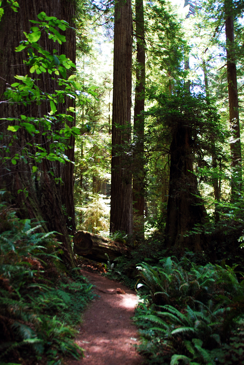 2013-07-06, 020, Trail in Praire Cheek Redwood SP, CA