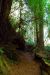 2013-07-06, 007, Trail in Praire Cheek Redwood SP, CA