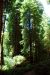 2013-07-06, 008, Trail in Praire Cheek Redwood SP, CA