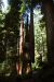 2013-07-06, 013, Trail in Praire Cheek Redwood SP, CA