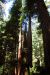 2013-07-06, 014, Trail in Praire Cheek Redwood SP, CA