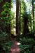 2013-07-06, 020, Trail in Praire Cheek Redwood SP, CA