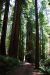 2013-07-06, 023, Trail in Praire Cheek Redwood SP, CA