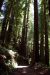 2013-07-06, 025, Trail in Praire Cheek Redwood SP, CA