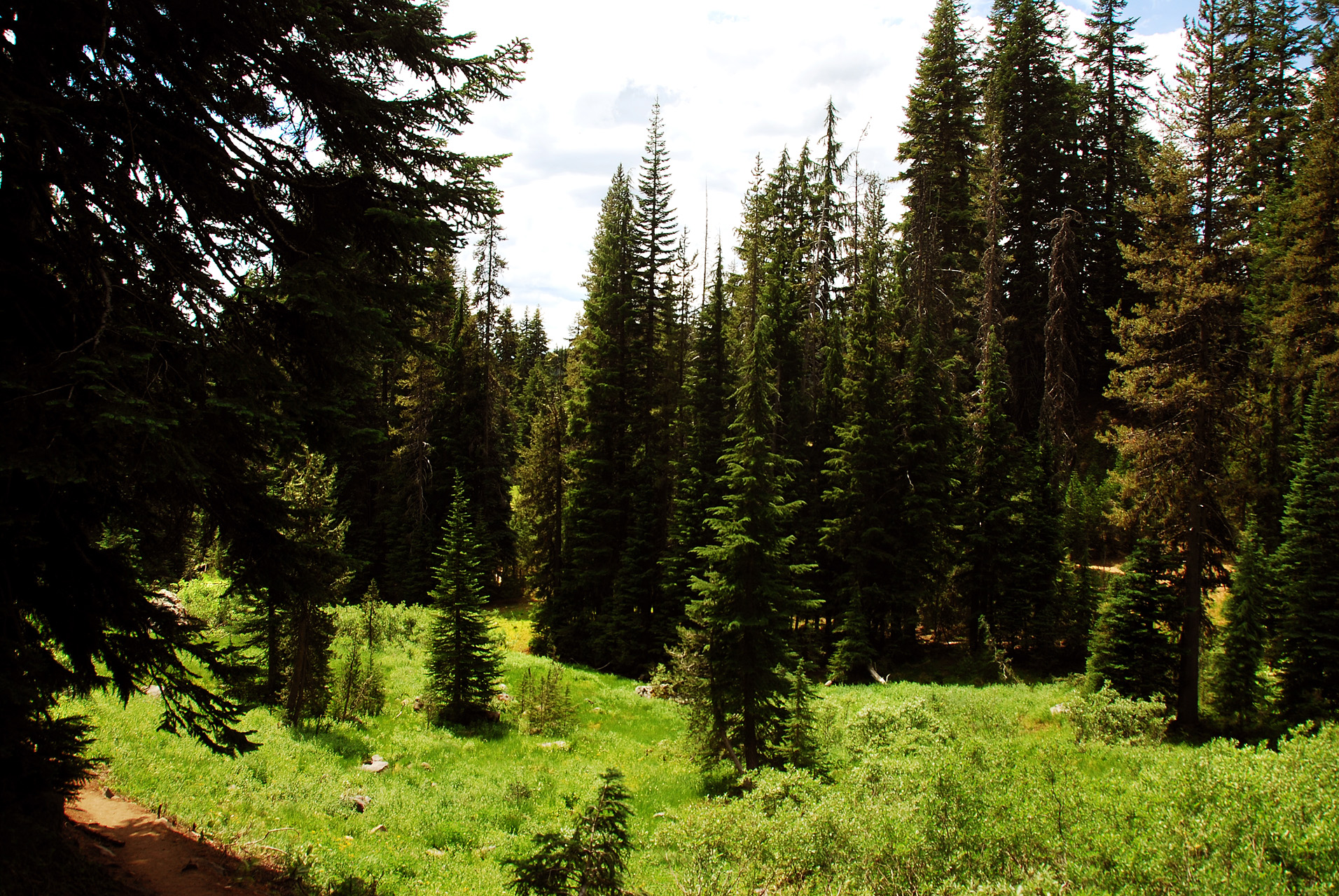 2013-07-16, 012, Castle Crest Wildflowers, Crater Lake NP, OR
