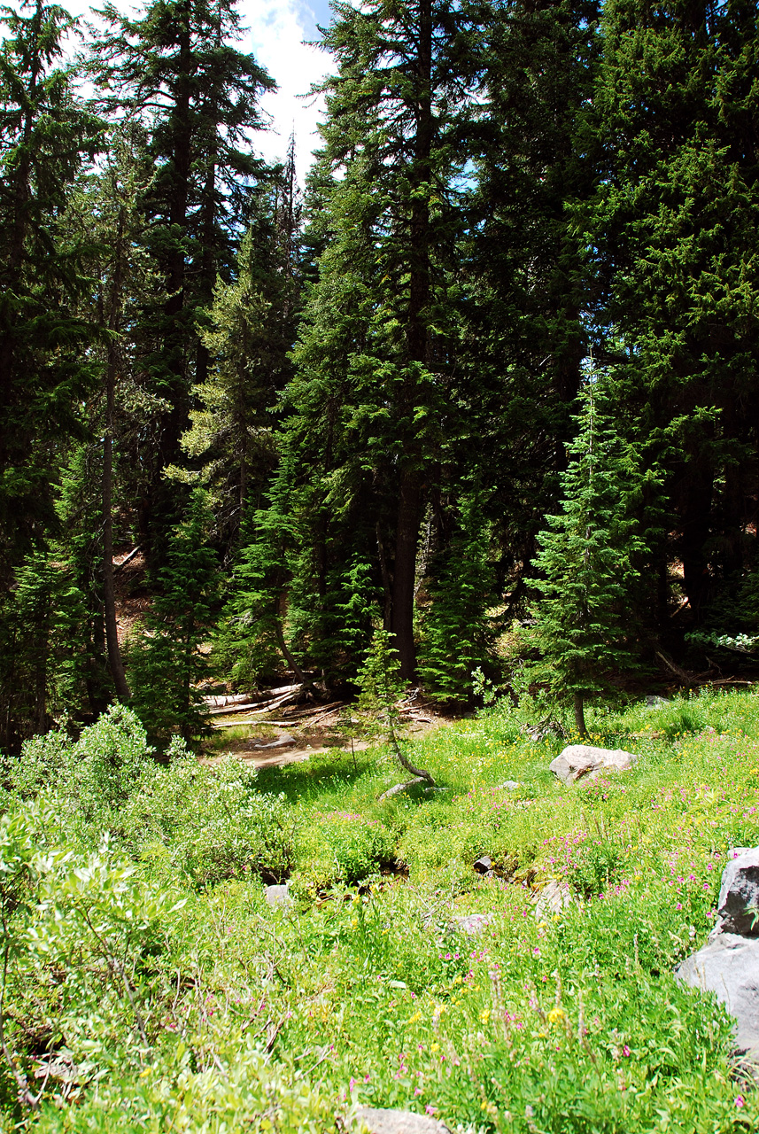 2013-07-16, 014, Castle Crest Wildflowers, Crater Lake NP, OR