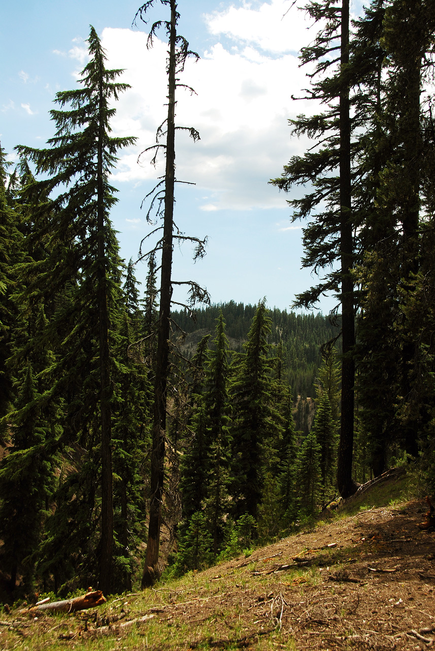 2013-07-16, 017, Godfrey Glen Trai, Crater Lake NP, OR