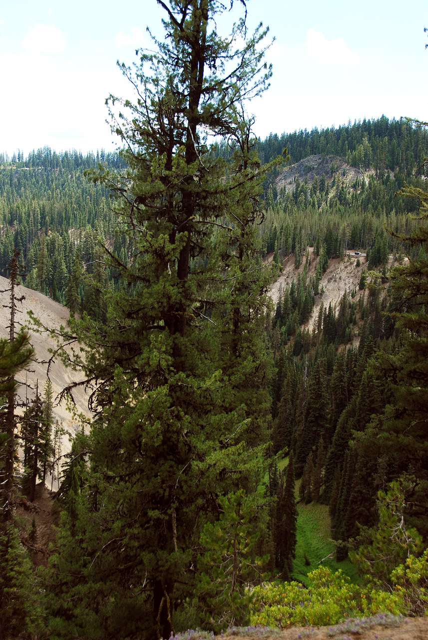 2013-07-16, 024, Godfrey Glen Trai, Crater Lake NP, OR