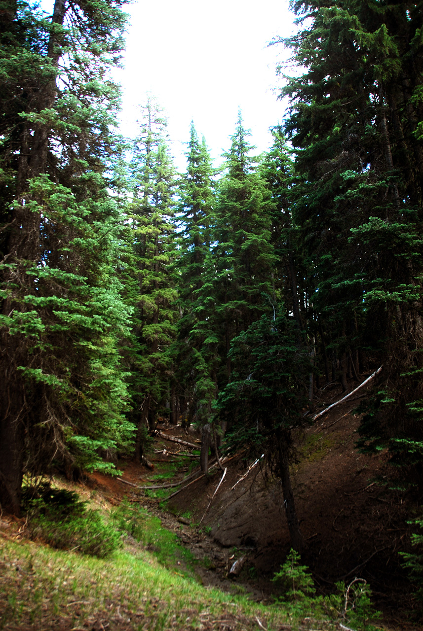 2013-07-16, 032, Godfrey Glen Trai, Crater Lake NP, OR