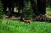 2013-07-16, 010, Lady of the Wood, Crater Lake NP, OR