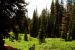2013-07-16, 012, Castle Crest Wildflowers, Crater Lake NP, OR
