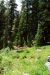 2013-07-16, 014, Castle Crest Wildflowers, Crater Lake NP, OR