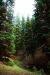 2013-07-16, 032, Godfrey Glen Trai, Crater Lake NP, OR