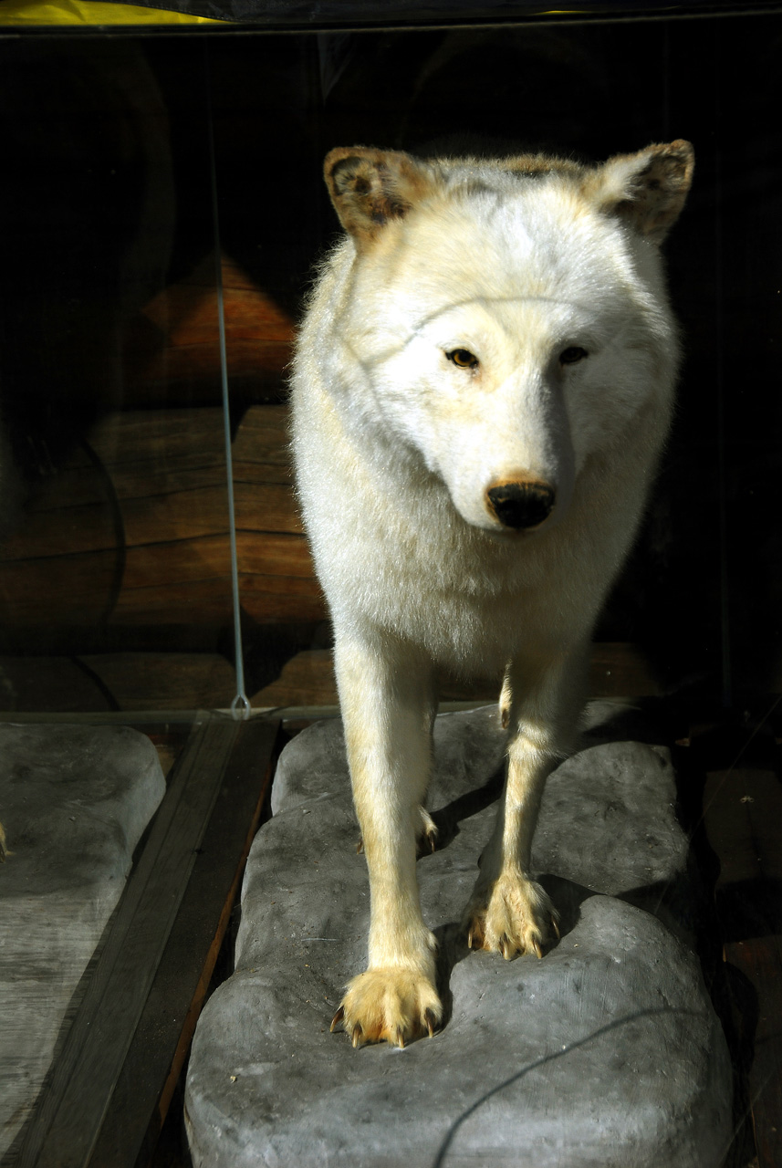 2013-08-01, 050, Pioneer Park, Fairbanks, AK