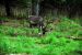 2013-08-04, 023, Chena Hot Springs, Chena, AK