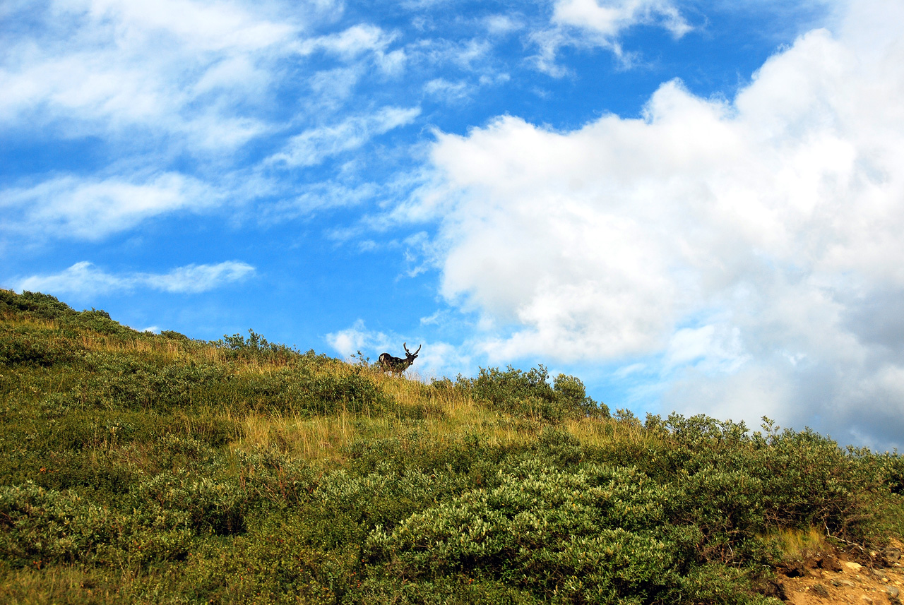 2013-08-08, 152, Denali National Park, AK, Mt McKinley