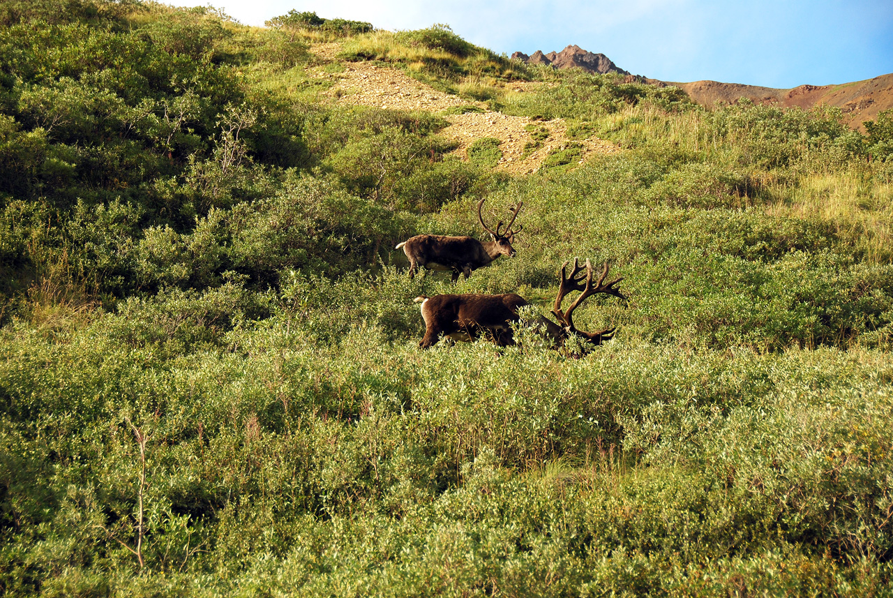 2013-08-08, 154, Denali National Park, AK, Mt McKinley