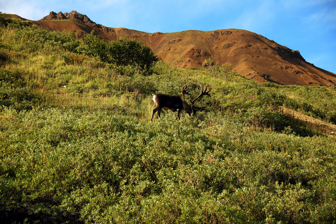 2013-08-08, 156, Denali National Park, AK, Mt McKinley