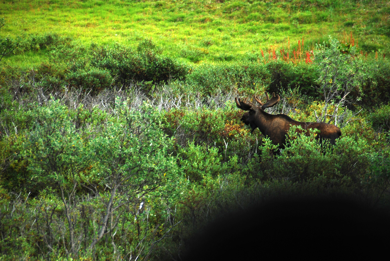 2013-08-08, 162, Denali National Park, AK, Mt McKinley