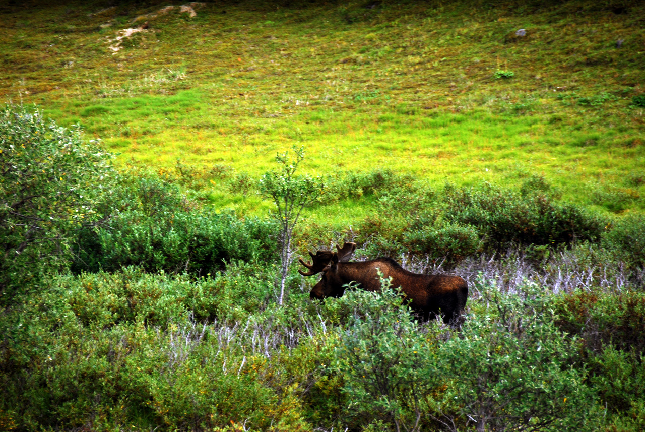 2013-08-08, 165, Denali National Park, AK, Mt McKinley