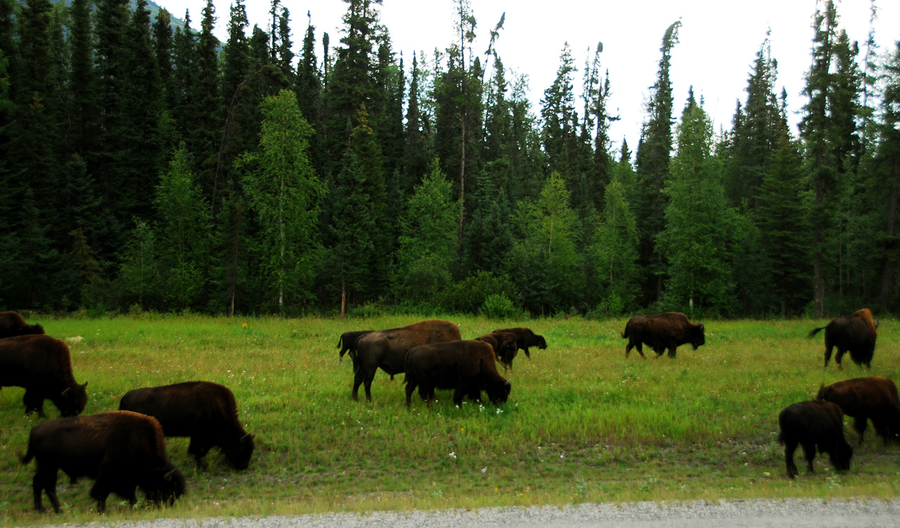 2013-08-16, 002, The Alaskan Hwy MP 496 - 0, BC