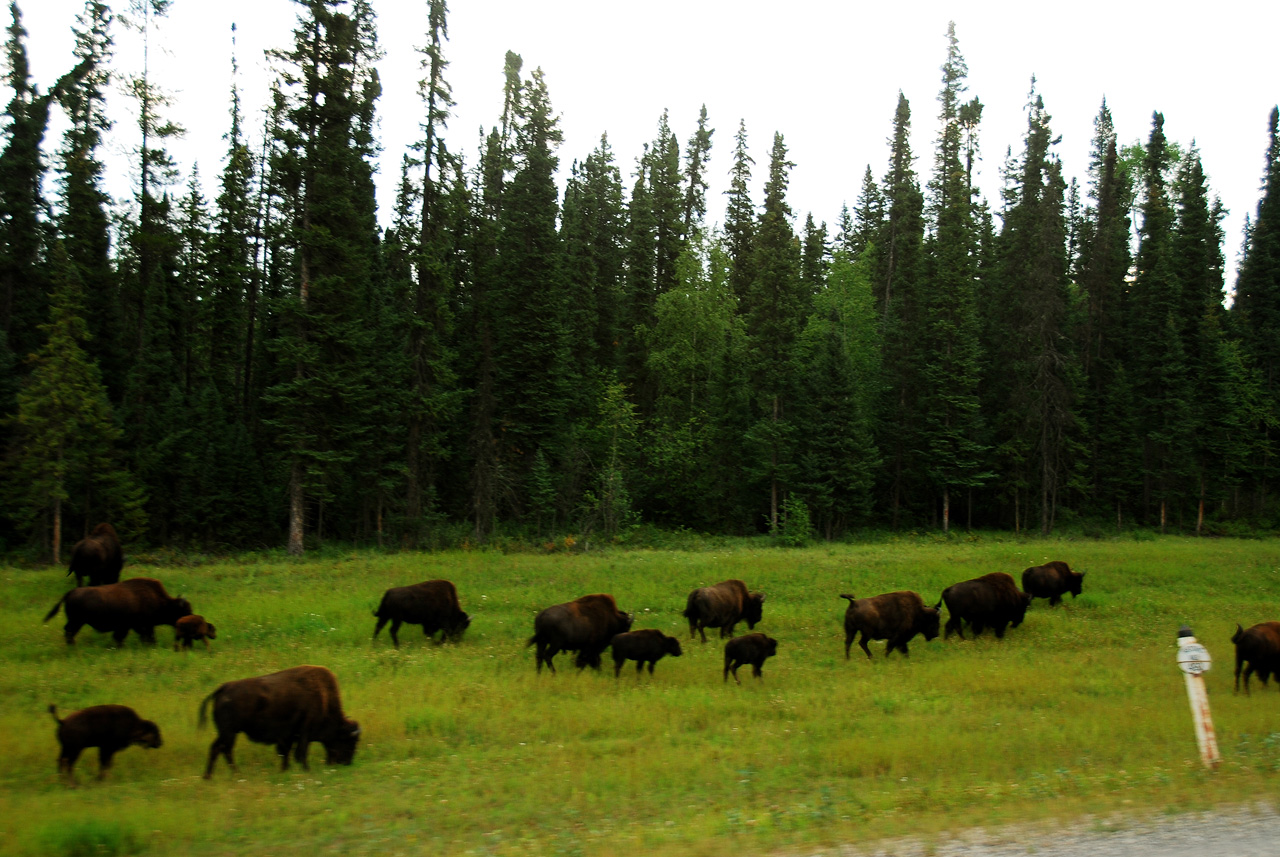 2013-08-16, 008, The Alaskan Hwy MP 496 - 0, BC
