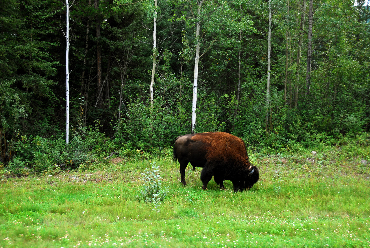 2013-08-16, 012, The Alaskan Hwy MP 496 - 0, BC