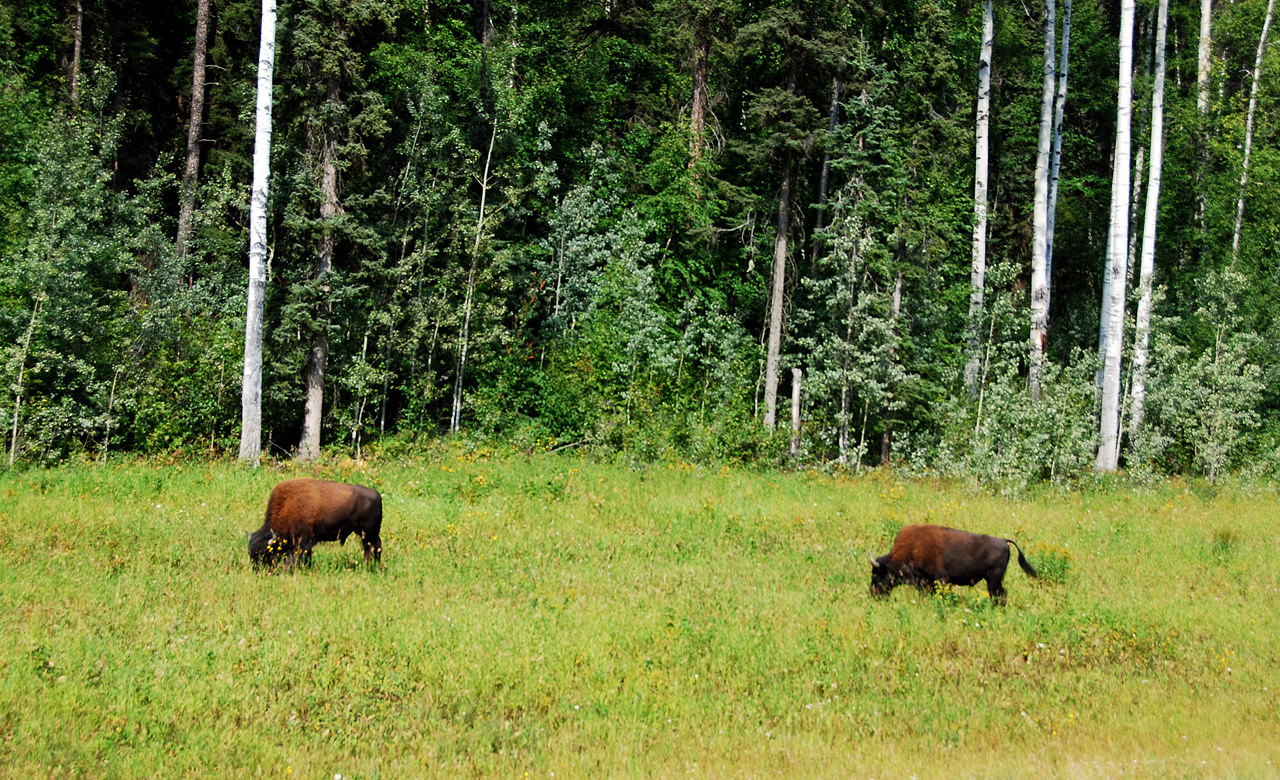 2013-08-15, 028, The Alaskan Hwy MP 779 - 496, YT-BC