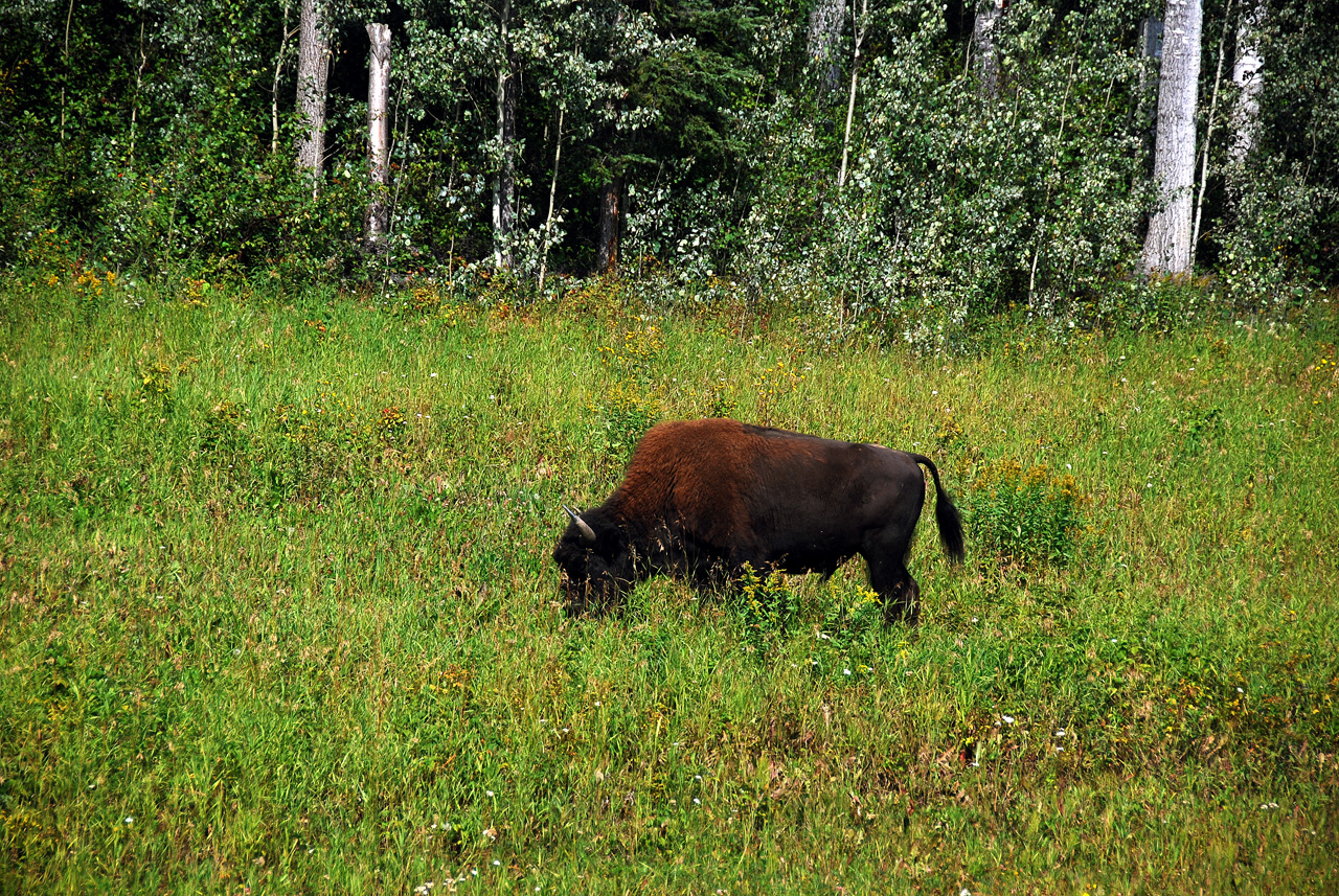 2013-08-15, 029, The Alaskan Hwy MP 779 - 496, YT-BC