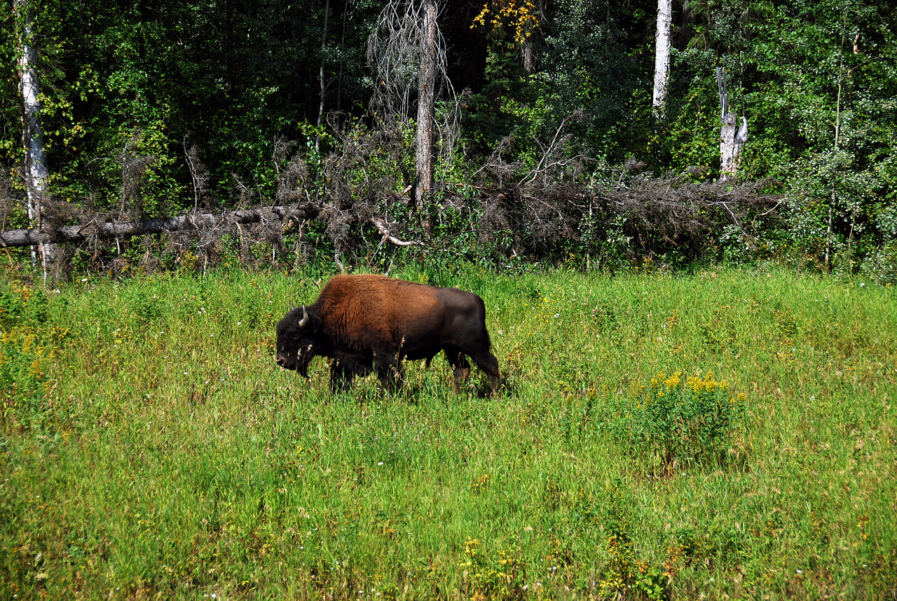 2013-08-15, 031, The Alaskan Hwy MP 779 - 496, YT-BC