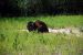 2013-08-15, 026, The Alaskan Hwy MP 779 - 496, YT-BC