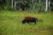 2013-08-15, 029, The Alaskan Hwy MP 779 - 496, YT-BC
