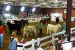2013-09-07, 093, Clay County Fair, IA