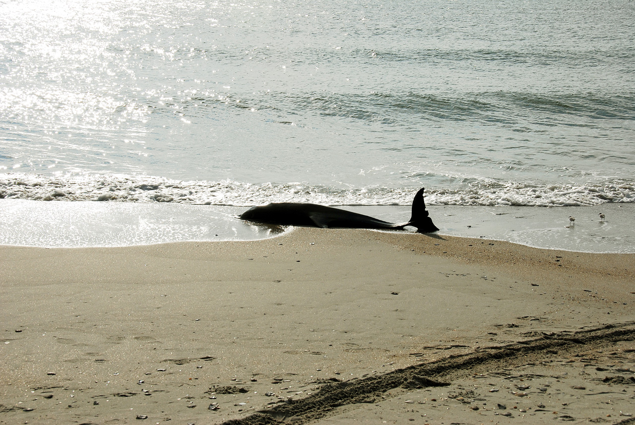 2013-10-23, 002, Dead Dolphin on Beach, SC