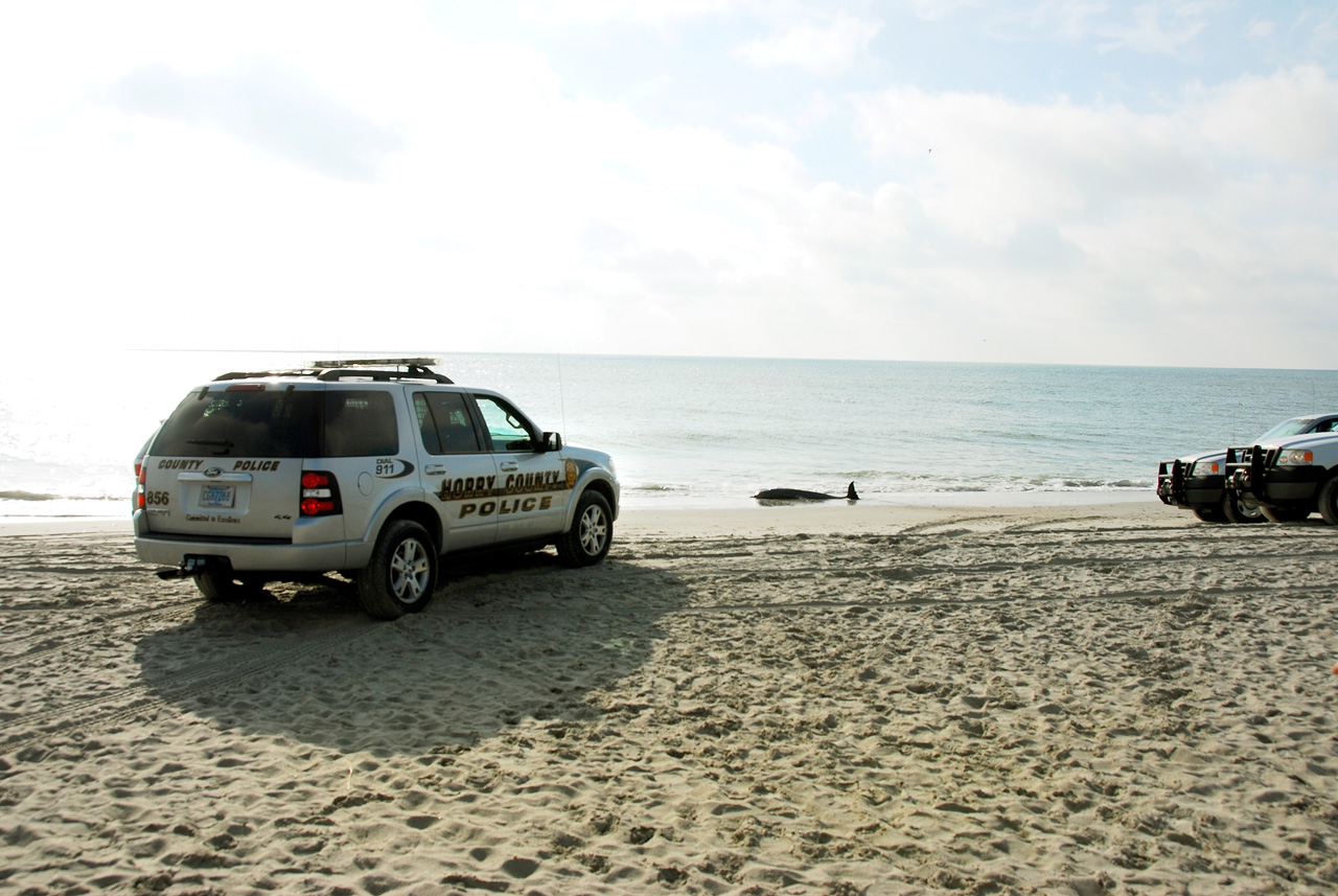 2013-10-23, 004, Dead Dolphin on Beach, SC