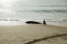2013-10-23, 002, Dead Dolphin on Beach, SC