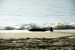 2013-10-23, 005, Dead Dolphin on Beach, SC