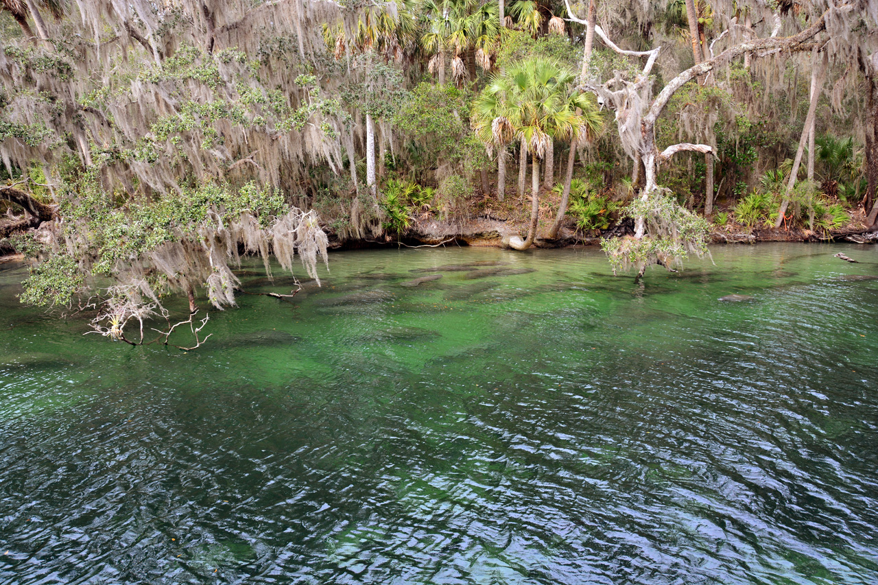2014-01-21, 009, Blue Springs St Pk, FL