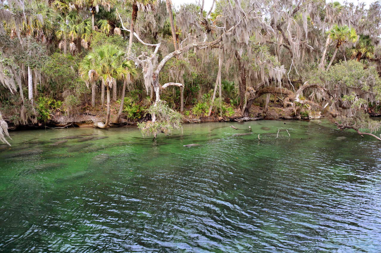2014-01-21, 010, Blue Springs St Pk, FL
