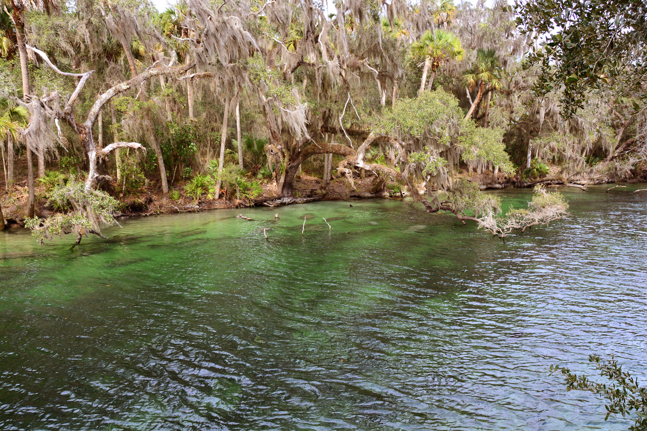 2014-01-21, 011, Blue Springs St Pk, FL