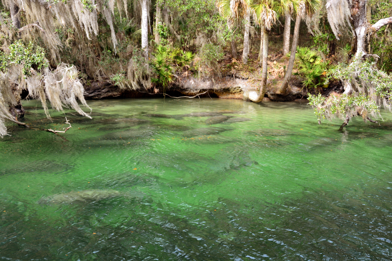 2014-01-21, 013, Blue Springs St Pk, FL