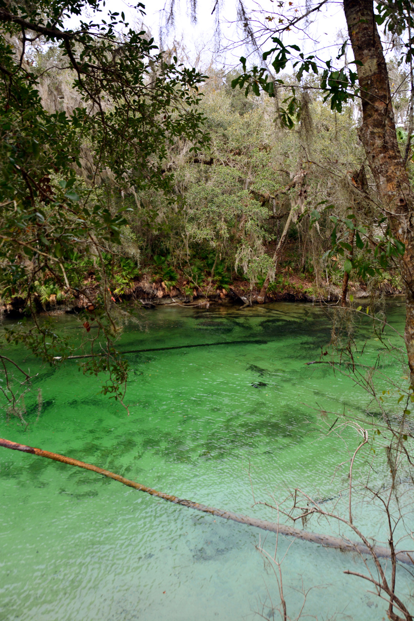 2014-01-21, 020, Blue Springs St Pk, FL