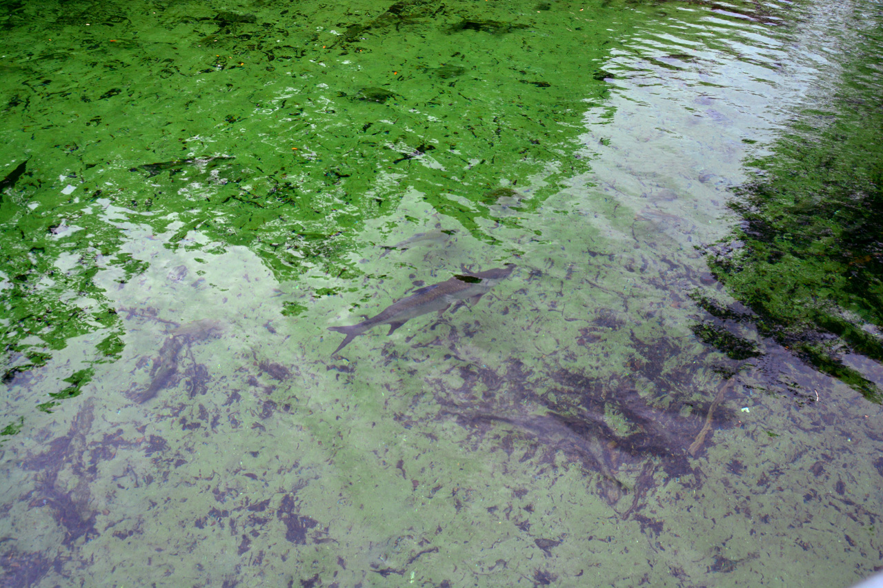 2014-01-21, 022, Blue Springs St Pk, FL