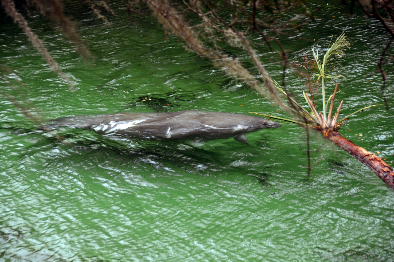 2014-01-21, 025, Blue Springs St Pk, FL