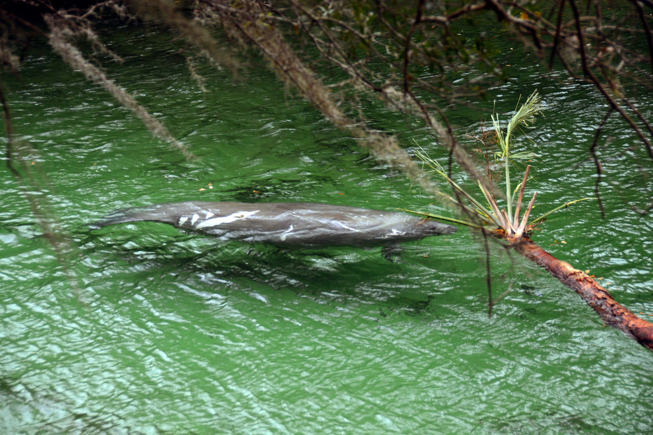 2014-01-21, 026, Blue Springs St Pk, FL